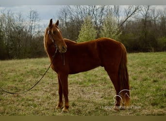Missouri Foxtrotter, Wallach, 6 Jahre, 142 cm, Rotfuchs