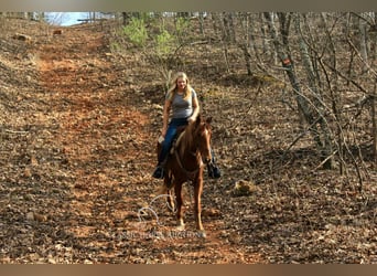 Missouri Foxtrotter, Wallach, 6 Jahre, 142 cm, Rotfuchs