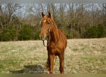 Missouri Foxtrotter, Wallach, 6 Jahre, 142 cm, Rotfuchs