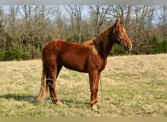 Missouri Foxtrotter, Wallach, 6 Jahre, 142 cm, Rotfuchs