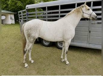 Missouri Foxtrotter, Wallach, 6 Jahre, 147 cm, Schimmel