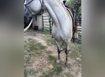 Missouri Foxtrotter, Wallach, 6 Jahre, 147 cm, Schimmel