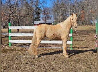 Missouri Foxtrotter, Wallach, 7 Jahre, 152 cm, Palomino