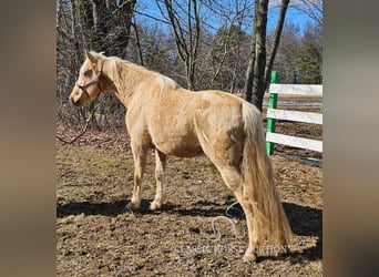 Missouri Foxtrotter, Wallach, 7 Jahre, 152 cm, Palomino