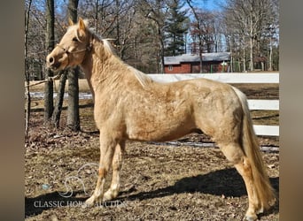 Missouri Foxtrotter, Wallach, 7 Jahre, 152 cm, Palomino