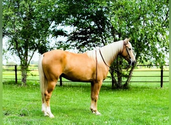 Missouri Foxtrotter, Wallach, 7 Jahre, 152 cm, Palomino