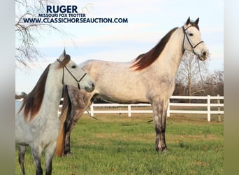 Missouri Foxtrotter, Wallach, 7 Jahre, 152 cm, Schimmel