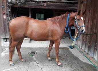 Missouri Foxtrotter, Wallach, 7 Jahre, 153 cm, Fuchs