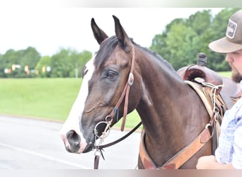 Missouri Foxtrotter, Wallach, 7 Jahre, 155 cm, Rappe