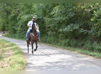 Missouri Foxtrotter, Wallach, 7 Jahre, 155 cm, Rappe