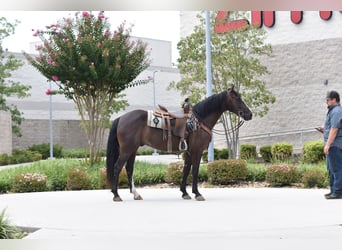 Missouri Foxtrotter, Wallach, 7 Jahre, 155 cm, Rappe