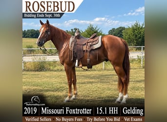 Missouri Foxtrotter, Wallach, 7 Jahre, 155 cm, Rotfuchs