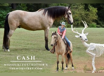 Missouri Foxtrotter Mix, Wallach, 7 Jahre, 157 cm, Buckskin