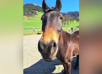 Missouri Foxtrotter, Wallach, 7 Jahre, 158 cm