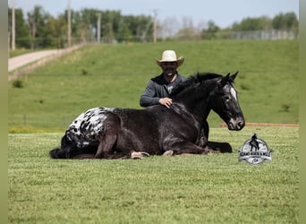Missouri Foxtrotter, Wallach, 8 Jahre, 155 cm, Rappe