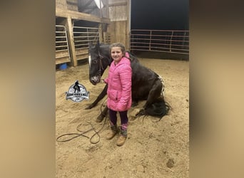 Missouri Foxtrotter, Wallach, 8 Jahre, 155 cm, Rappe