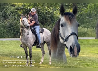 Missouri Foxtrotter, Wallach, 8 Jahre, 160 cm, Apfelschimmel