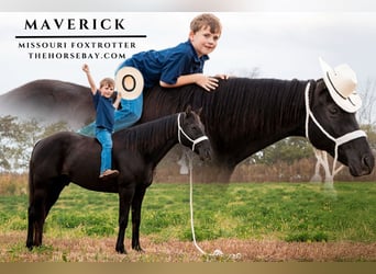 Missouri Foxtrotter, Wallach, 9 Jahre, 152 cm, Rappe