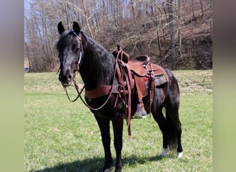 Missouri Foxtrotter, Wallach, 9 Jahre, 152 cm, Rappe