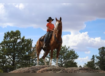 Missouri Foxtrotter, Wallach, 9 Jahre, 163 cm, Dunkelfuchs