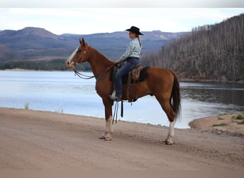 Missouri Foxtrotter, Wallach, 9 Jahre, 163 cm, Dunkelfuchs