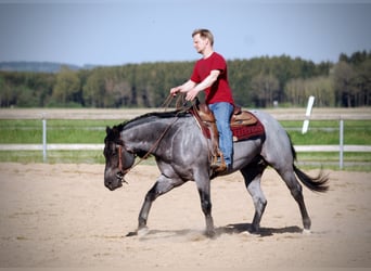 American Quarter Horse, Hengst, 12 Jahre, 156 cm, Roan-Blue