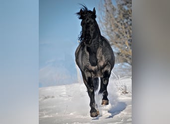 American Quarter Horse, Hengst, 12 Jahre, 156 cm, Roan-Blue