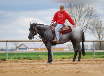 American Quarter Horse, Hengst, 14 Jahre, 156 cm, Roan-Blue