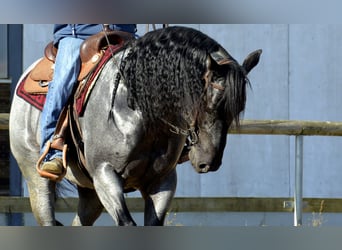 American Quarter Horse, Hengst, 14 Jaar, 156 cm, Roan-Blue