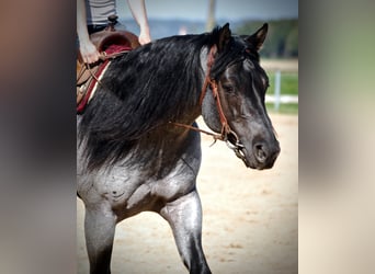 American Quarter Horse, Hengst, 13 Jaar, 156 cm, Roan-Blue