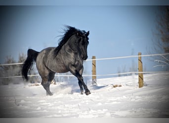 American Quarter Horse, Hengst, 12 Jaar, 156 cm, Roan-Blue