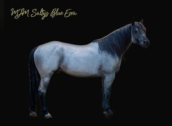 American Quarter Horse, Ogier, 14 lat, 156 cm, Karodereszowata