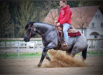 American Quarter Horse, Ogier, 12 lat, 156 cm, Karodereszowata