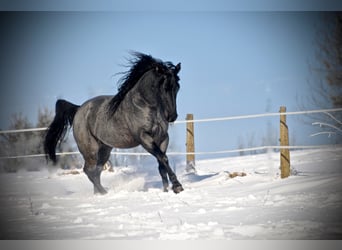 American Quarter Horse, Stallion, 14 years, 15.1 hh, Roan-Blue