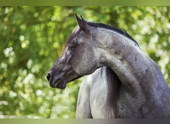 American Quarter Horse, Stallion, 14 years, 15.1 hh, Roan-Blue
