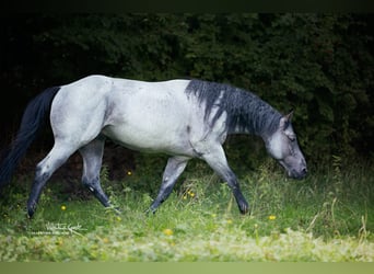 American Quarter Horse, Stallion, 14 years, 15.1 hh, Roan-Blue