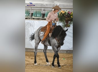 American Quarter Horse, Stallion, 11 years, 15.1 hh, Roan-Blue
