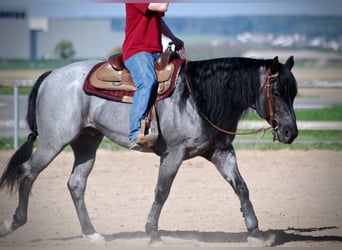 American Quarter Horse, Stallion, 11 years, 15.1 hh, Roan-Blue