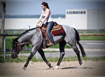 American Quarter Horse, Stallone, 12 Anni, 156 cm, Roano blu
