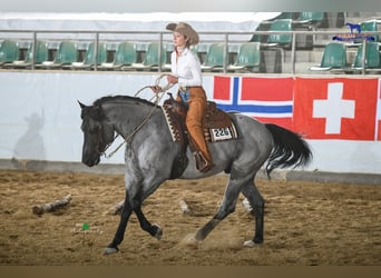American Quarter Horse, Stallone, 11 Anni, 156 cm, Roano blu
