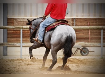 Quarter horse américain, Étalon, 12 Ans, 156 cm, Rouan Bleu
