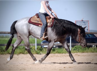 Quarter horse américain, Étalon, 12 Ans, 156 cm, Rouan Bleu