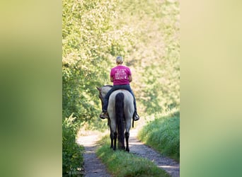 Quarter horse américain, Étalon, 12 Ans, 156 cm, Rouan Bleu