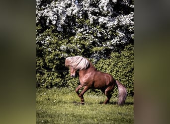 Icelandic Horse, Stallion, 13 years, Chestnut-Red