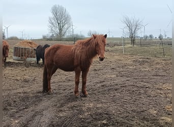 Mongolen Pony, Stute, 12 Jahre, 135 cm, Fuchs