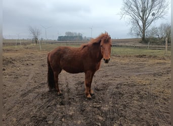 Mongolen Pony, Stute, 15 Jahre, 135 cm, Fuchs