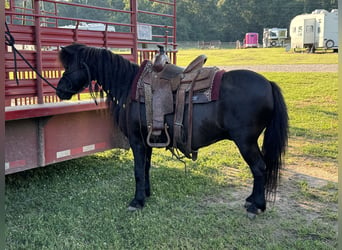 More ponies/small horses, Gelding, 10 years, 10 hh, Black