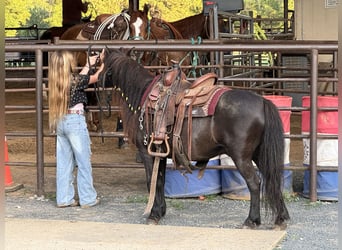 More ponies/small horses, Gelding, 10 years, 10 hh, Black