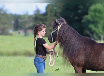 More ponies/small horses, Gelding, 10 years, 10 hh, Black