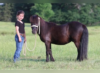 More ponies/small horses, Gelding, 10 years, 10 hh, Black